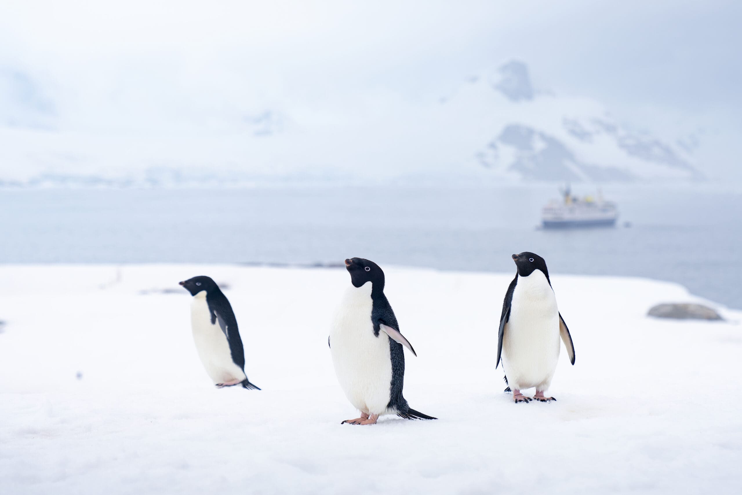 A21_fineart_OCN09-CA_2022_23-Yuki Davidoff_9531 Antarctica cruise by IBG Travel